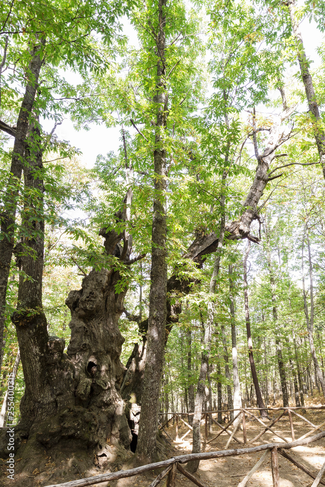 Fototapeta premium trunks of an old green chestnut forest