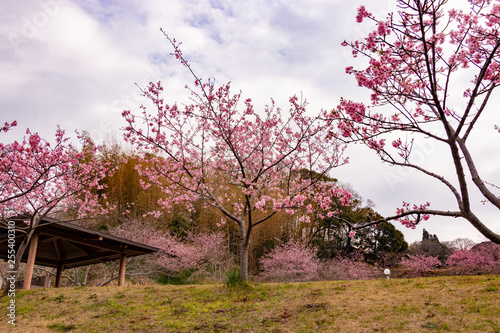 Kawazuzakura of Sakuma Dam located in Kyonan town Awa district, Chiba Prefecture, Chiba Prefecture, Japan photo