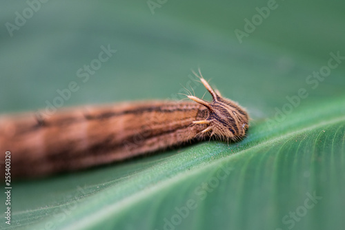Closeup of the caterpillar of the owl butterfly.