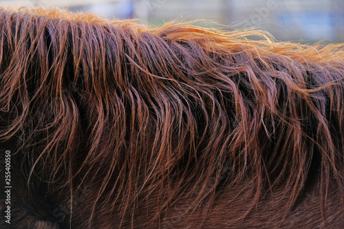 Wavy horse mane close up shows hair texture.
