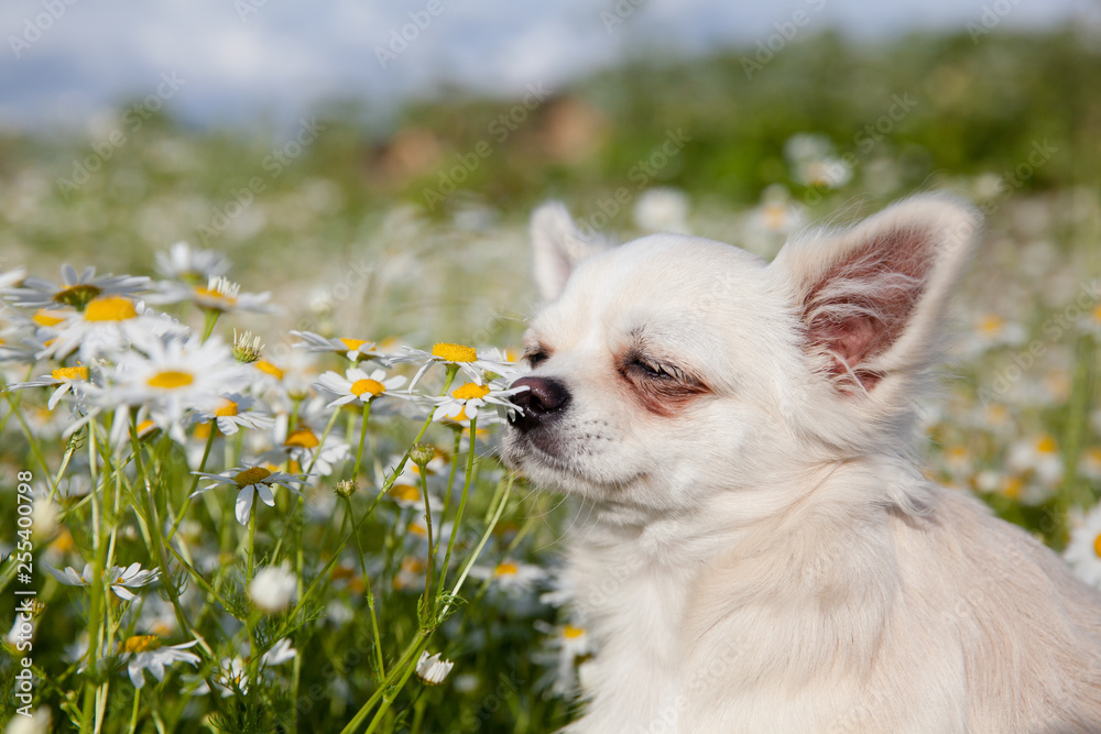 Chihuahua dog sniffs chamomile flowers.