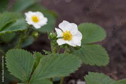 strawberry bush blooms with white flowers in spring