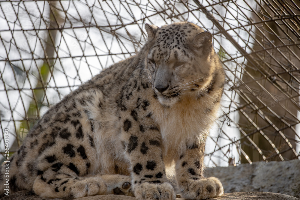 Obraz premium ユキヒョウ