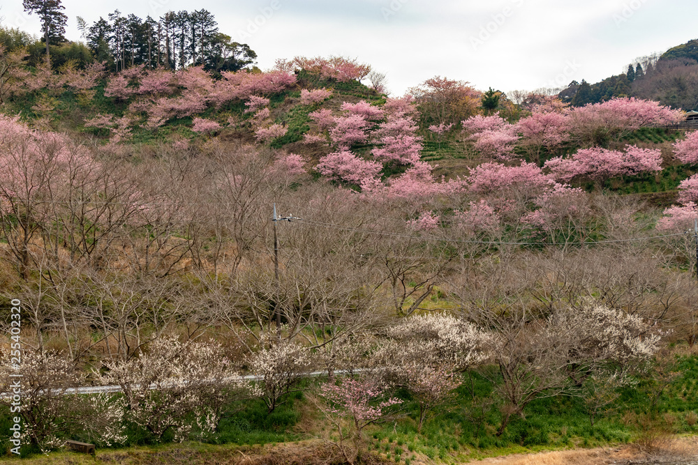 Kawazuzakura of Sakuma Dam located in Kyonan town Awa district, Chiba Prefecture, Chiba Prefecture, Japan Kawazuzakura of Sakuma Dam located in Kyonan town Awa district, Chiba Prefecture, Chiba Prefecture, Japan