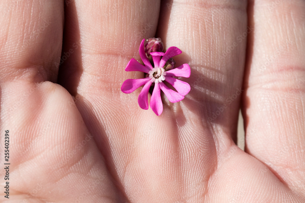 Fiorlelino viola tra le dita Fiorlelino viola tra le dita