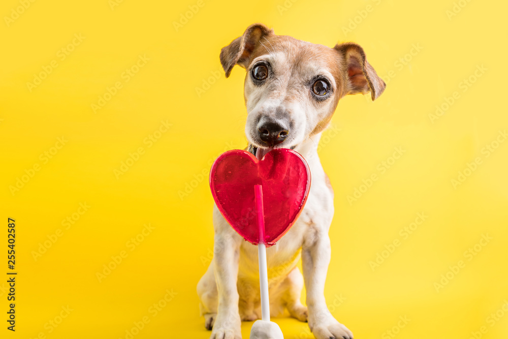 heart simbol shaped candy licking dog. Sweets lover pet. Diet. Yellow background