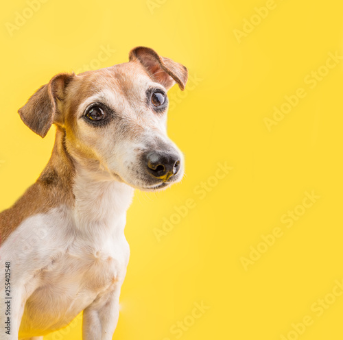 Dog smart eyes looking. Amazing dog portrait on yellow background. Cute pet face