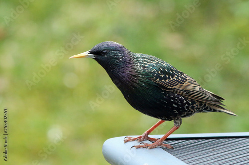 Star  (Sturnus vulgaris) photo
