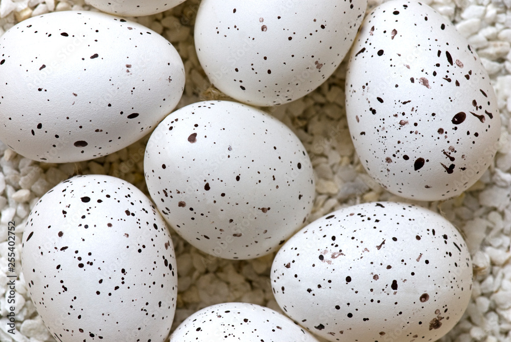 Delicate Speckled Birds Eggs