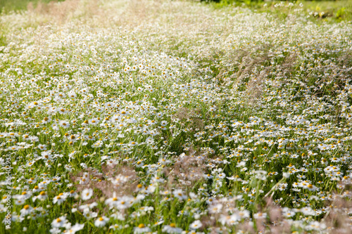 Meadow with blooming daisies. The texture of chamomile field.