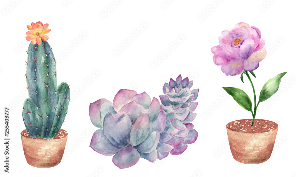 Watercolor composition of flowering cacti and succulent.Watercolor graphic for fabric, postcard, greeting card, book, poster, tee-shirt.
