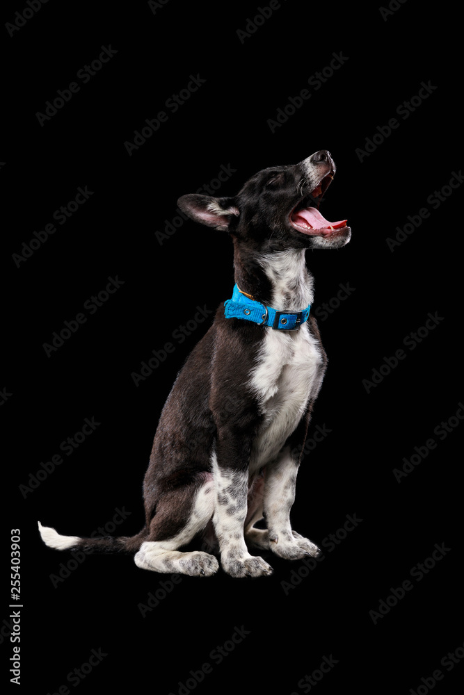 pooch dark dog in blue collar with open mouth isolated on black