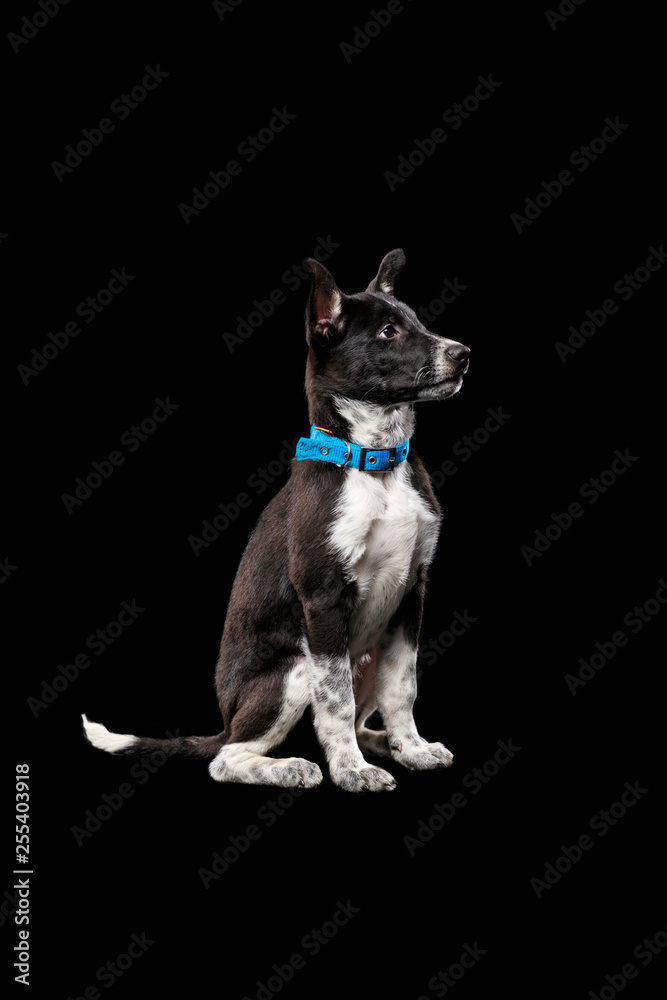 pooch cute dog with white paws in blue collar isolated on black
