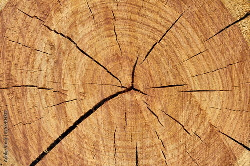cut of a wooden deck of oak, on which the structure of a tree is visible