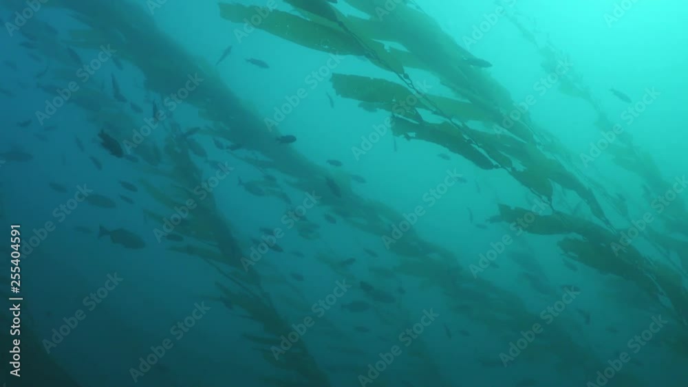 Fish Feeding In Kelp Low Visibilty Fish Feeding In Kelp Low Visibilty
