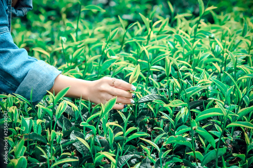 Green tea field on mountain