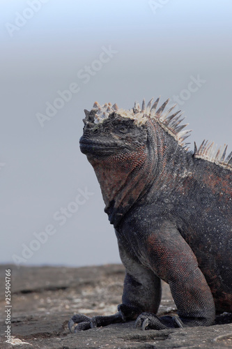 Galapagos Marine iguana (Amblyrhynchus cristatus), Puerto Egas, Santiago, Galapagos Islands, Ecuador