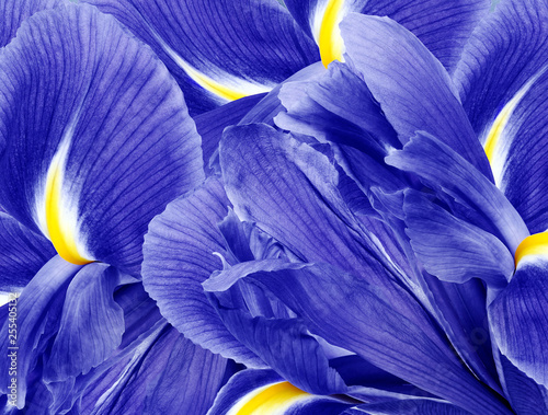 Fotografie Floral blue beautiful background