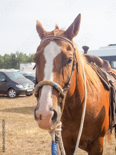Brown Horse head with reins .Close up view of beautiful horse face. Standing outdoor in farm and looking to camera © byallasaa