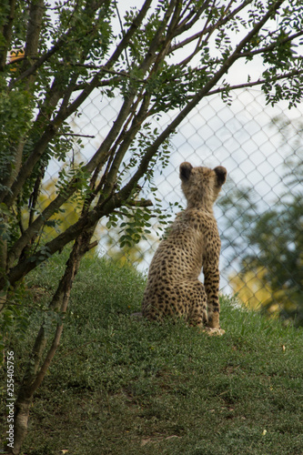 Baby Cheetah cub looking at freedom