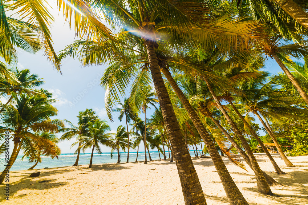 Obraz premium Palm trees and white sand in Bois Jolan beach in Guadeloupe
