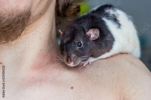 rat on the shoulder