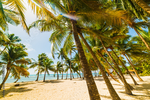 Palm trees and white sand in Bois Jolan beach in Guadeloupe
