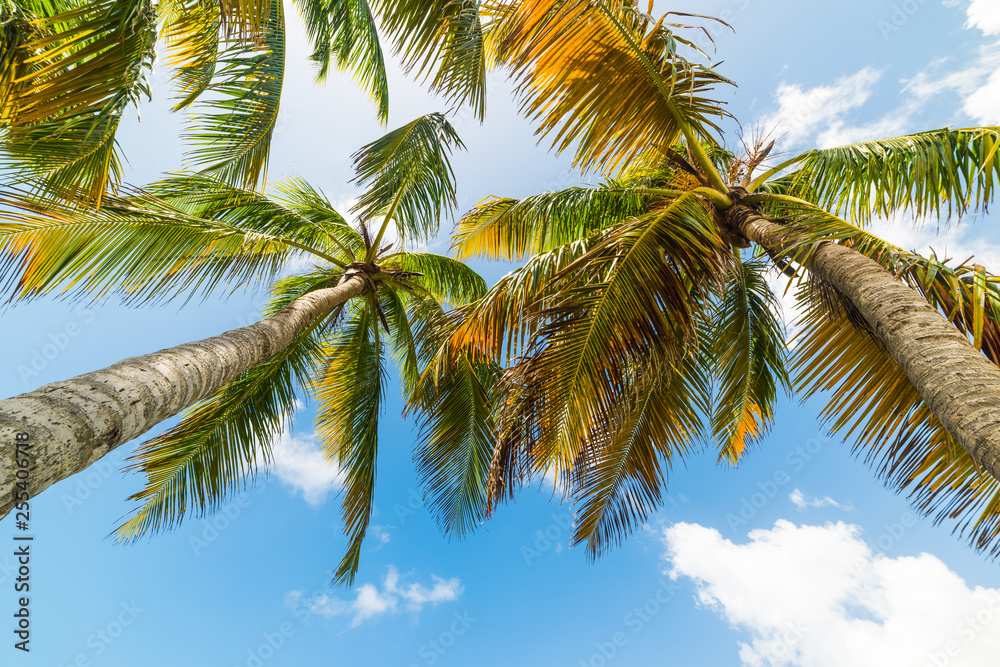 Coconut palm trees seen from below in Guadeloupe Coconut palm trees seen from below in Guadeloupe