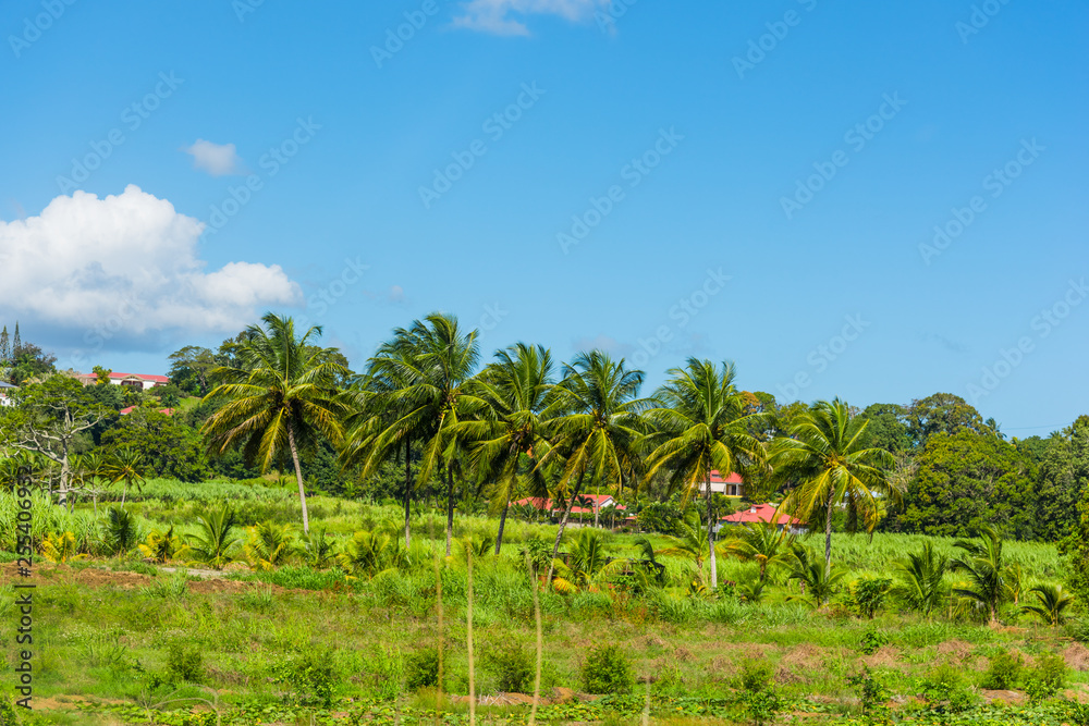 Coconut palm trees in a green field in Guadeloupe