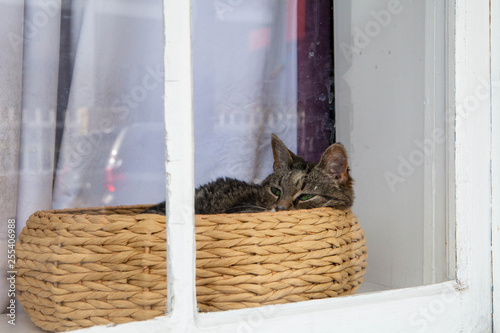 Cat in a basket on a windowsill