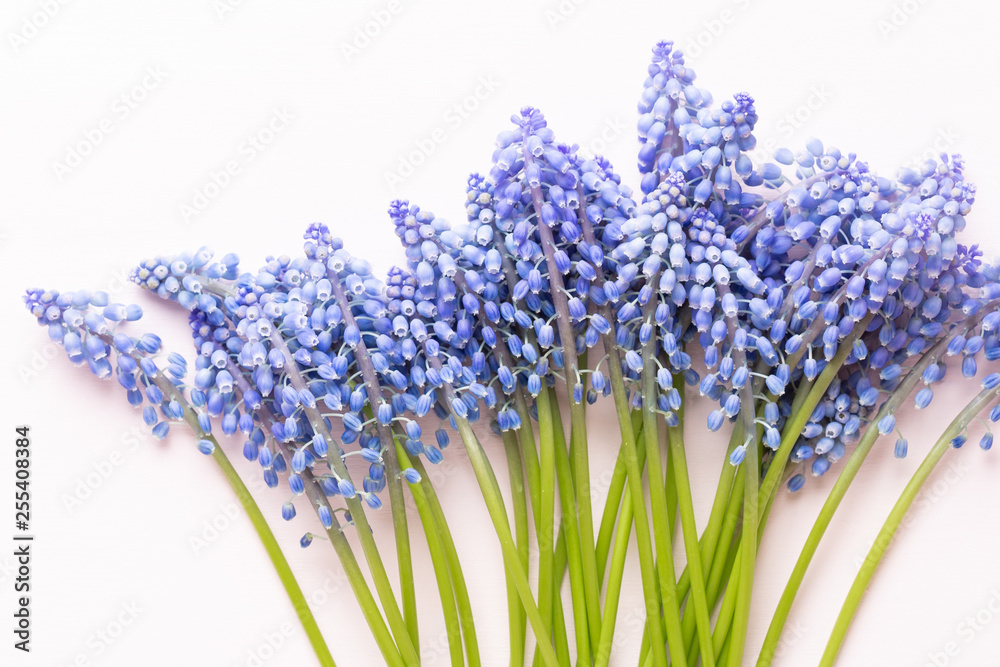 Fototapeta premium Spring blue muscari flowers. Muscari flowers on pink pastel background. Spring greeting card.