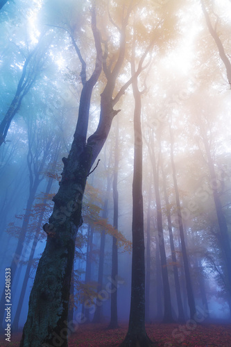 Mistic foggy forest.