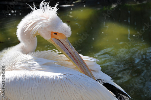 Single pelican near pond puts the wings in order