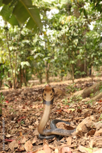 Brown forest cobra in banana plantation. A highly venomous species showing warning behavior.