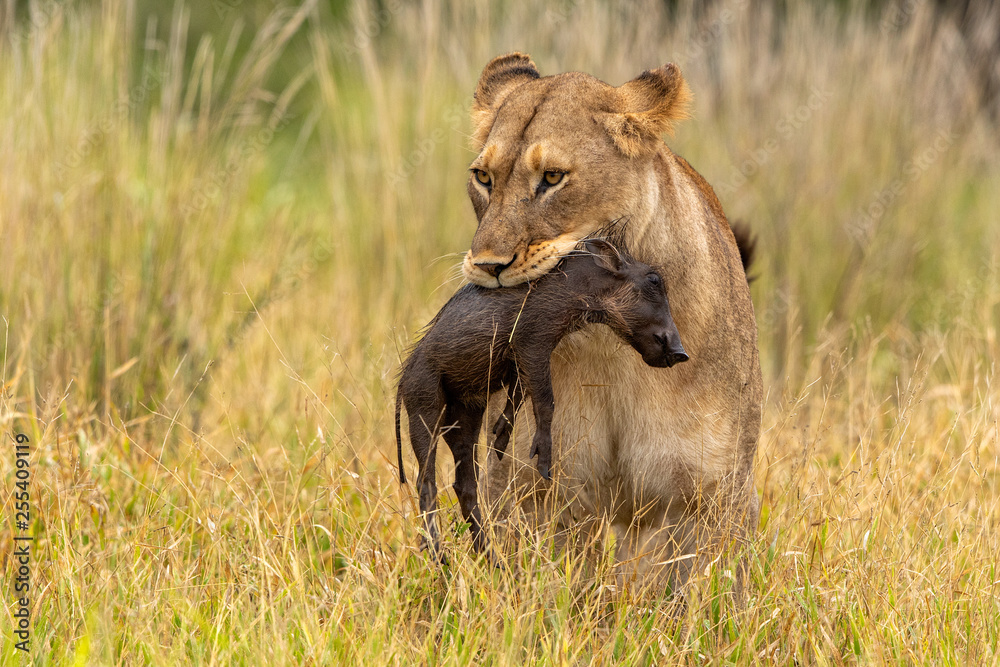 Lioness with warthog piglet as prey Lioness with warthog piglet as prey