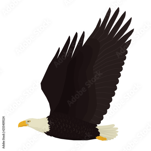 Eagle Vector illustration of bird Isolated object