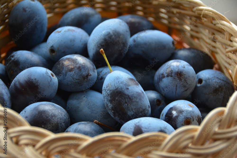 Fototapeta premium The basket full of plum fruits