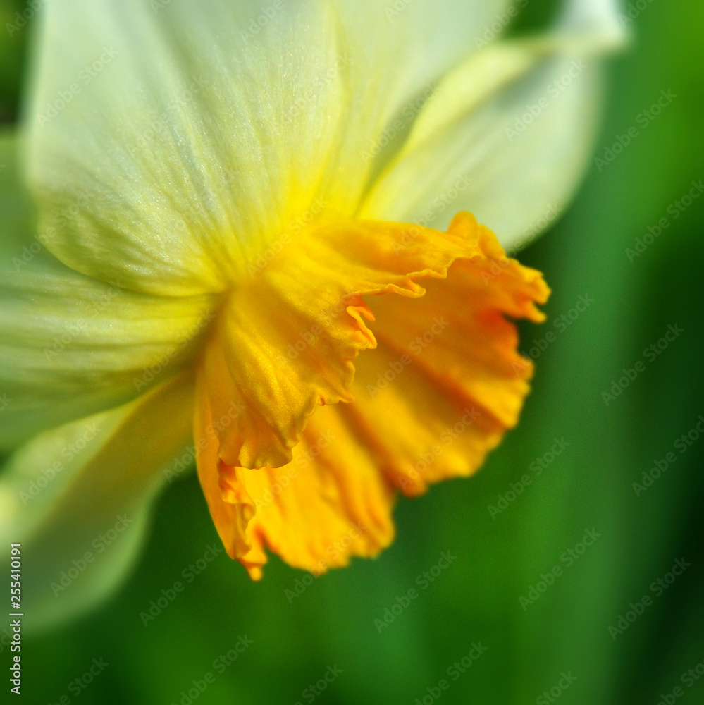 Fototapeta premium Daffodils.