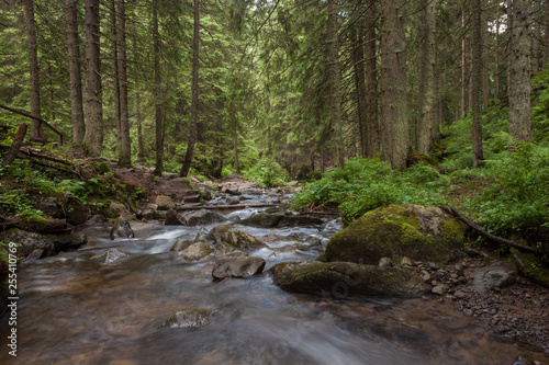 Mountain stream in the woods. Carpathians