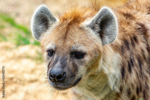 Close up of the head of a hyena