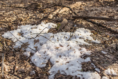 Remains of snow in the forest in spring.