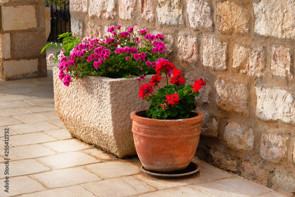 Pots with bushes of blooming plants. Landscape design. Geranium. Bushes with red and purple flowers in light ceramic flower pots.