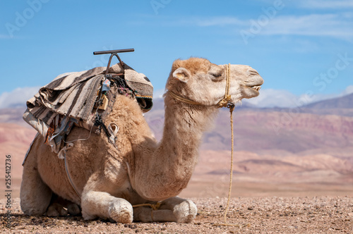 Dromedar in der Wüste von Marokko