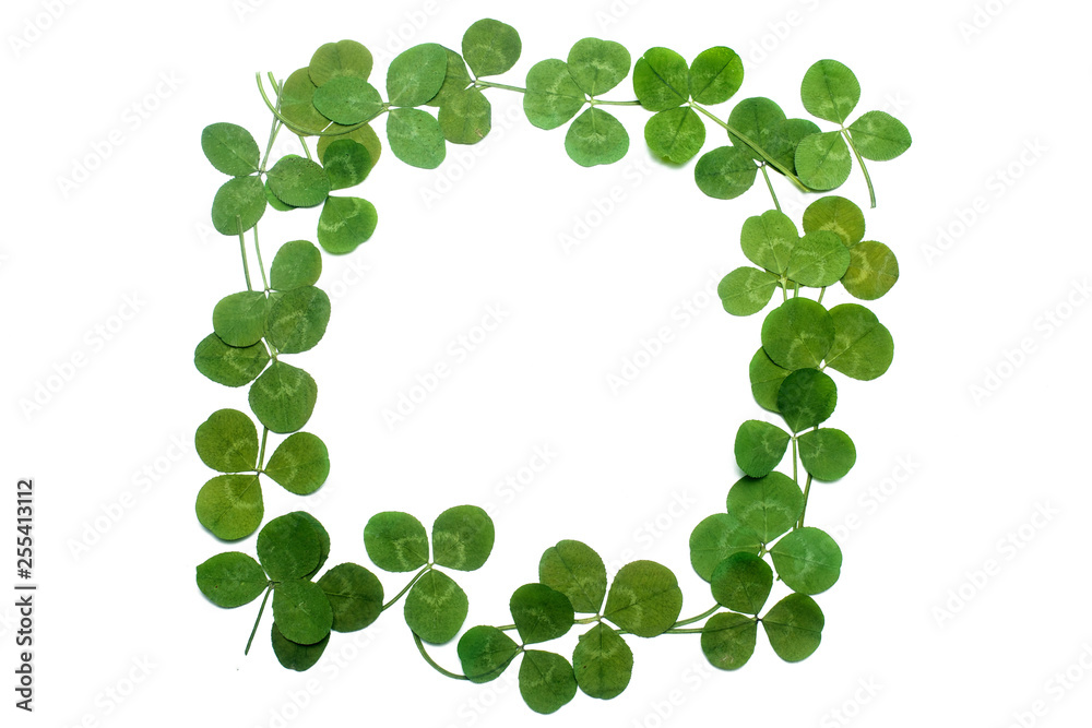 Clover leaves frame, isolated on white. Top view. Flat lay Clover leaves frame, isolated on white. Top view. Flat lay