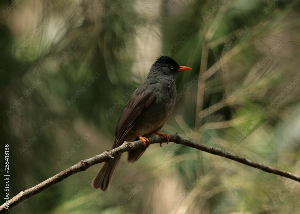 Réunion Bulbul Réunion Bulbul