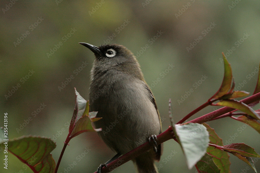 Obraz premium Réunion Olive White-eye