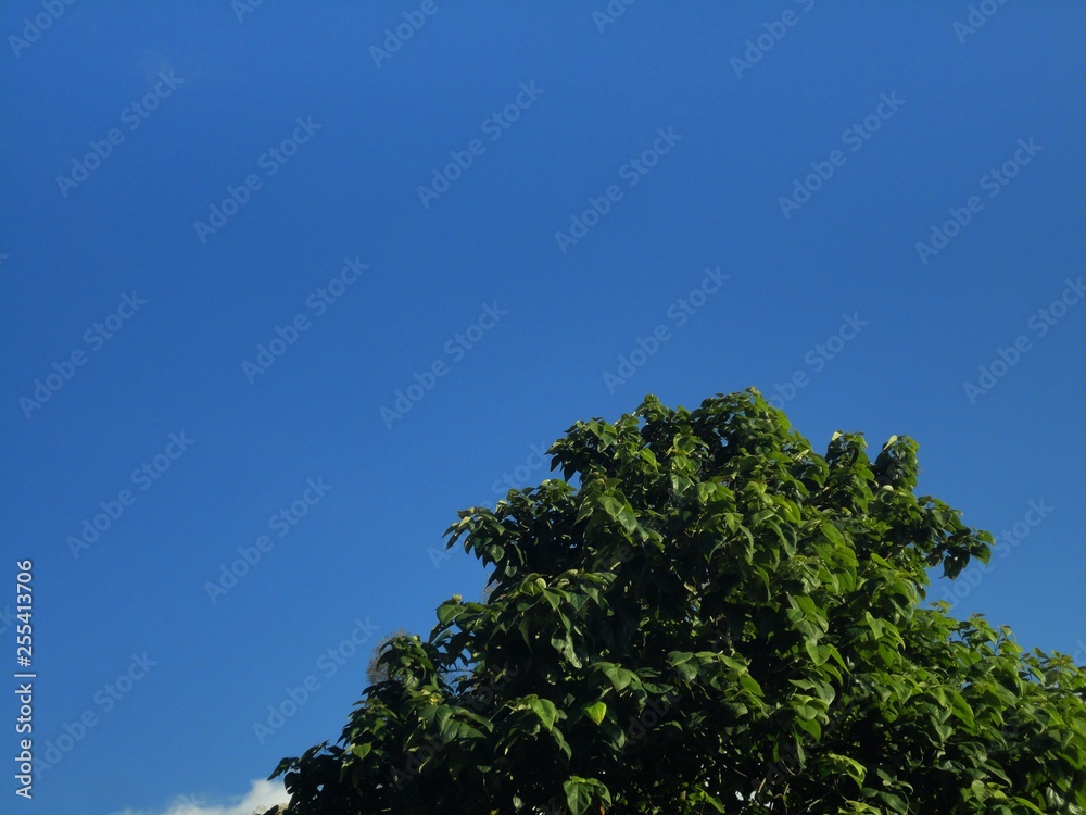 Obraz premium green tree and blue sky