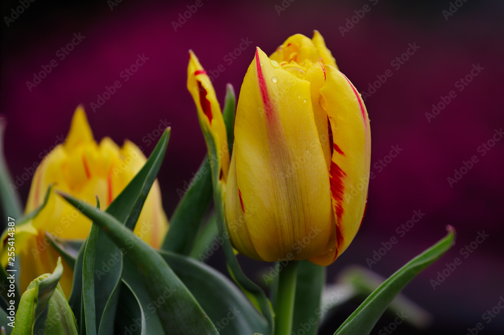 Naklejka premium Close-up of red-yellow tulip flower in the spring garden