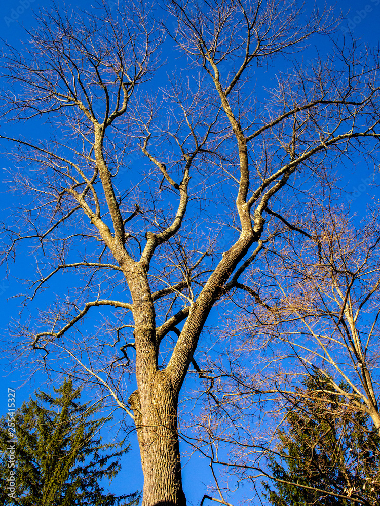 Fototapeta premium morning sunlight lighting up a tree in early spring