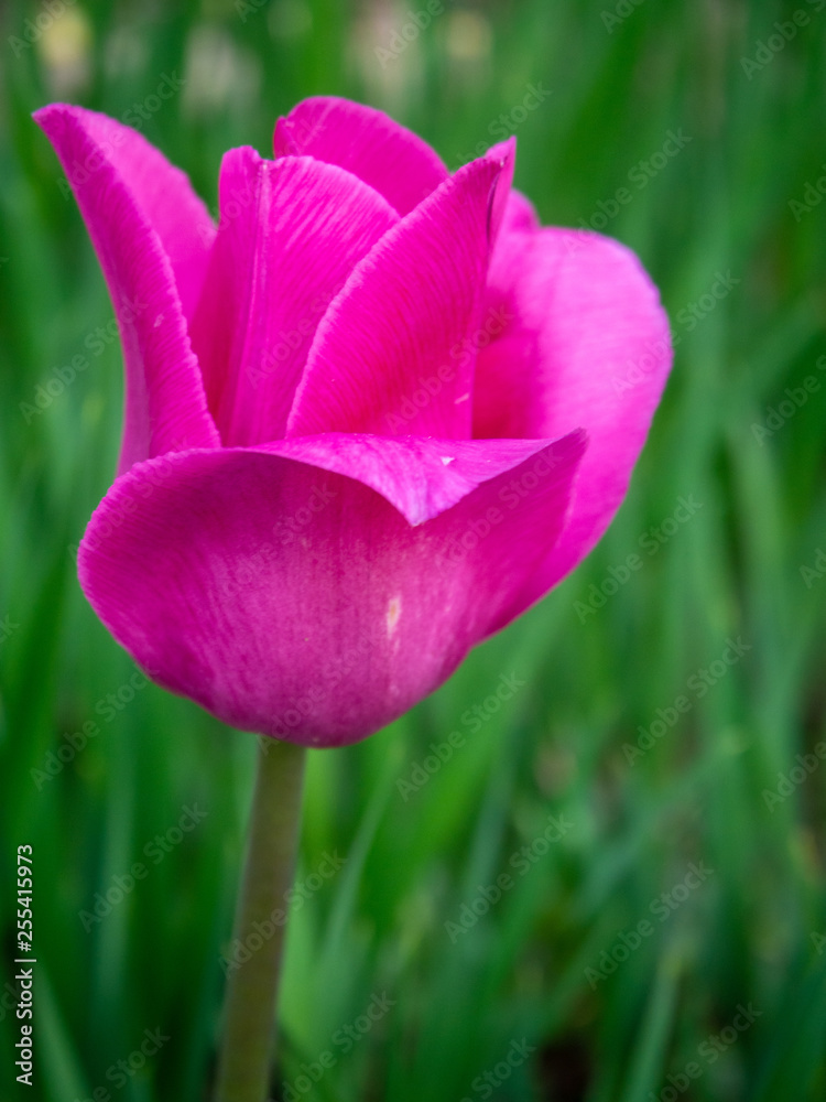 close view of isolated pink tulip
